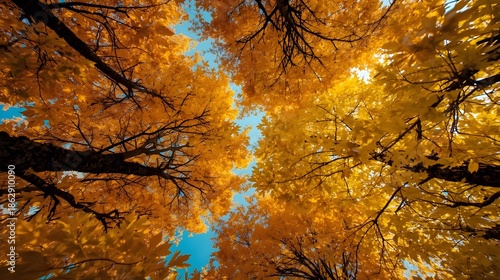 A bottom-up perspective of the golden crowns of autumn trees, with branches and leaves in shades of yellow, orange, and green creating a textured frame with a blue sky visible through the foliage