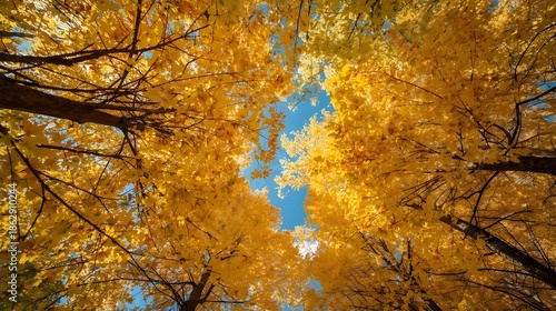 A bottom-up perspective of the golden crowns of autumn trees, with branches and leaves in shades of yellow, orange, and green creating a textured frame with a blue sky visible through the foliage
