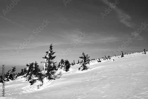 The snow-covered spruces on a mountain slope in the Giant Mountains