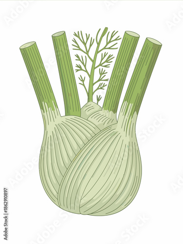 Illustration of a fennel bulb with green stalks and fronds