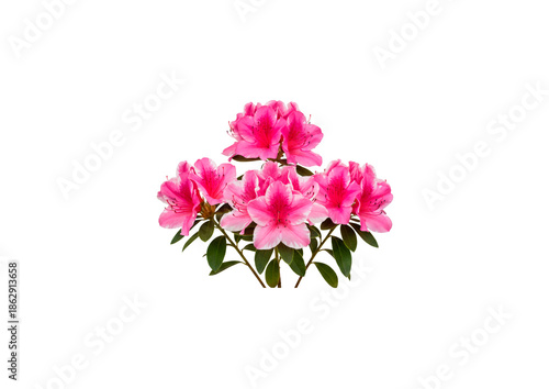 PNG image of Trees, Flowers and Bouqets,  high quality  Photo - image (Nature, Plants) For Graphic Design.. 