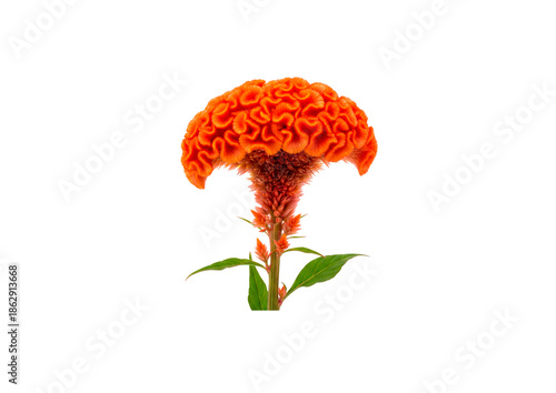 PNG image of Trees, Flowers and Bouqets,  high quality  Photo - image (Nature, Plants) For Graphic Design.. 