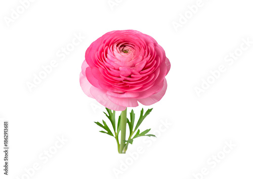 PNG image of Trees, Flowers and Bouqets,  high quality  Photo - image (Nature, Plants) For Graphic Design.. 