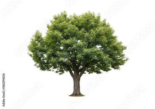 tree isolated on white background PNG