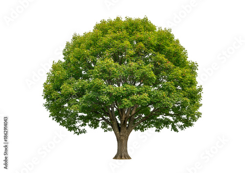 tree isolated on white background