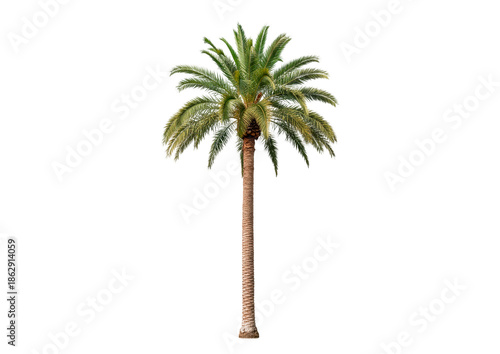 palm tree isolated on white