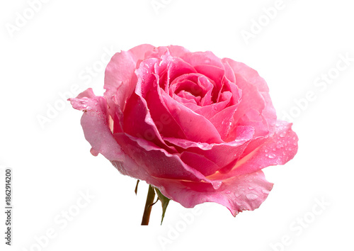 pink rose isolated on white