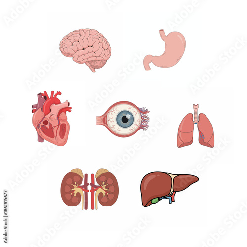 Human Internal Organs Vector Illustration Set Isolated on White Background