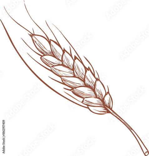 A detailed sketch of a single wheat stalk with visible grain heads