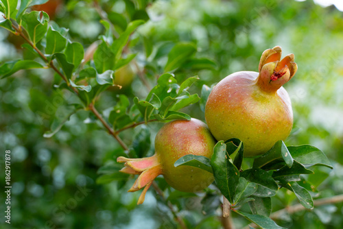 Fotografie Ripe Pomegranates on Tree Branch