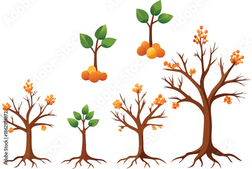 Visual representation of tree growth stages from seedling to mature tree high quality
