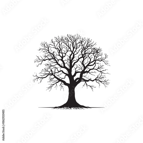 Silhouette Of A Bare Tree With Expansive Branches On White Background