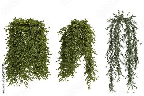 Bilde på lerret Three varied green cascading foliage plant renders, distinct in texture and shade