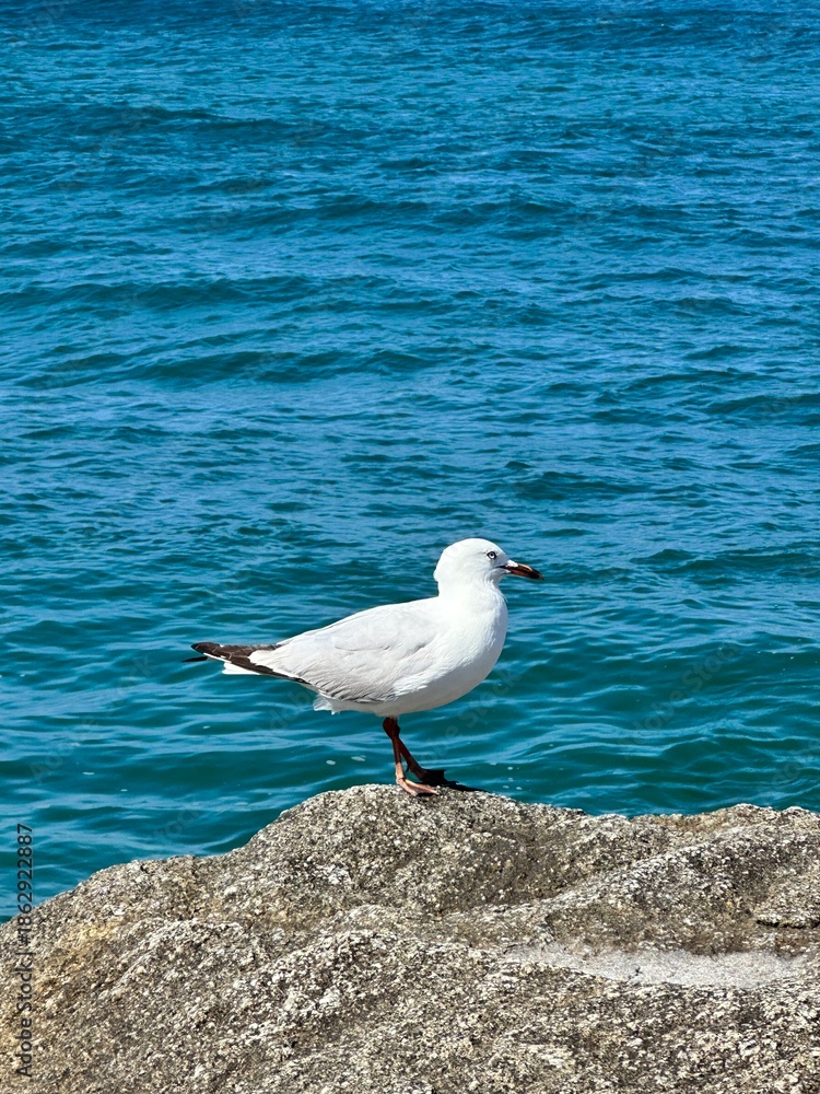 Fototapeta premium seagull on a rock