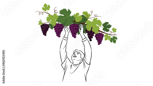 Person reaching up to pick ripe purple grapes from a green vine in an orchard during the autumn harvest season.