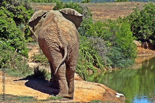 a big ADDO Elephant Bull after a mud bath