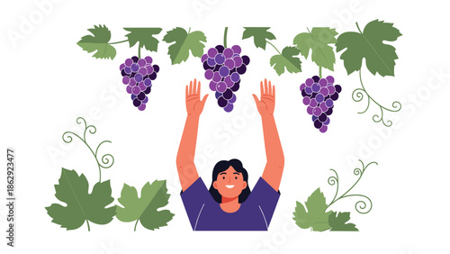 Smiling woman picking fresh purple grapes from a leafy vine in a vineyard during the bounty of the autumn harvest.