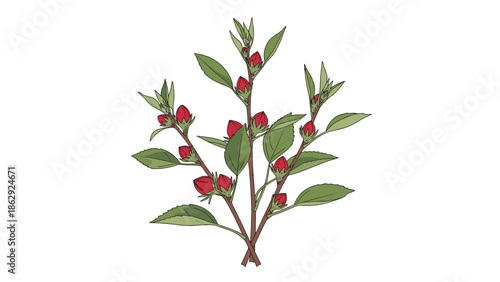 Illustration of thin branches with small red round buds or fruits and green leaves crossing each other on a simple white background for botanical art.