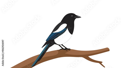A stylized illustration presents a bird with black head, back, and tail. Its breast is white, contrasting with its black and blue wings, perched on a brown branch