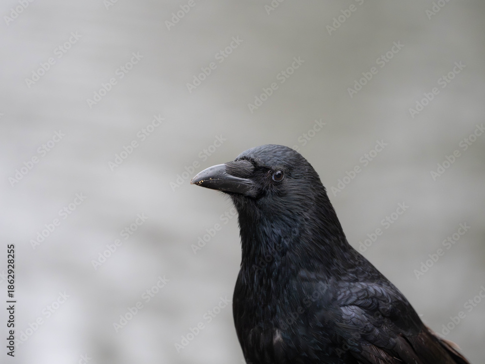 Fototapeta premium A Crow in High Quality with grey Background as empty Space. High quality photo