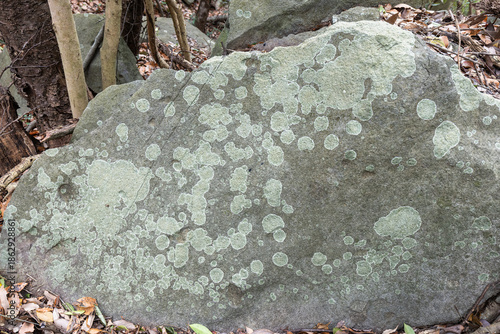 石に生える地衣類