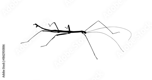 Black Stick Insect Walking Stick Silhouette Illustration on Isolated White Background