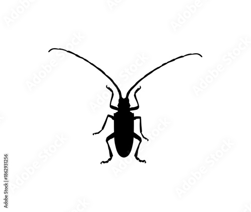 Longhorn Beetle Silhouette Top View with Prominent Antennae, Isolated White Background