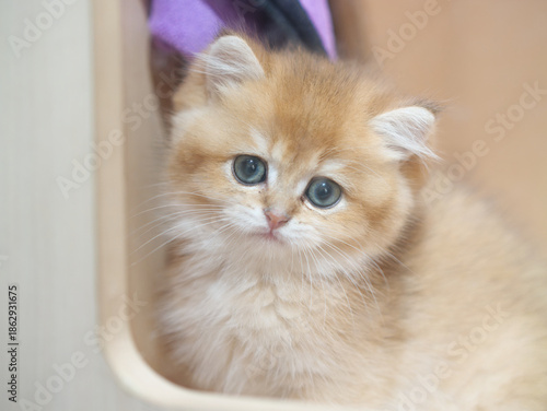 Charming Scottish Chinchilla kitten with soft golden fur and vivid blue eyes, sitting in box waiting to be sold. Close-up portrait of a fluffy baby cat looking directly at the camera.