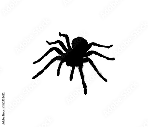 Black Tarantula Silhouette, Large Hairy Spider Insect on Isolated White Background