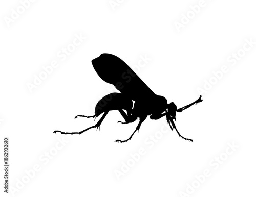 Horntail Wasp Silhouette Isolated on White Background, Detailed Vector Drawing of a Large Hymenoptera Insect, Nature and Entomology Study