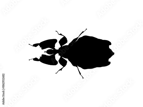 Dung Beetle Silhouette Isolated on White Background, Detailed Top View Vector Drawing of a Scarab Beetle, Entomology and Nature Concept