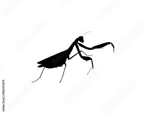 Praying Mantis Silhouette Isolated on White Background, Detailed Vector Illustration of a Predatory Insect, Wildlife and Entomology Study