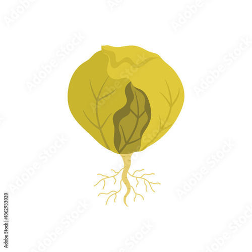 Cabbage with green leaves and roots, cultivation of agriculture plant vector illustration
