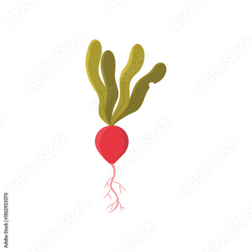 Garden radish with green leaves, edible root vegetable for crunchy fresh salad vector illustration