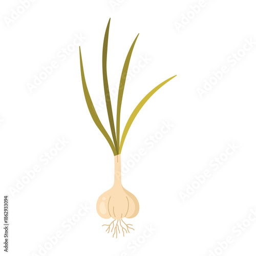 Garden garlic, young plant growing with leaves and roots from head vector illustration