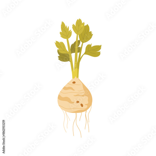 Celery plant with ripe celeriac tuber harvest, roots, green leaves on stalk vector illustration