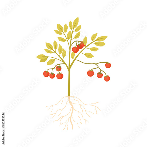 Tomato plant with vegetable harvest and leaf on stem, underground roots vector illustration