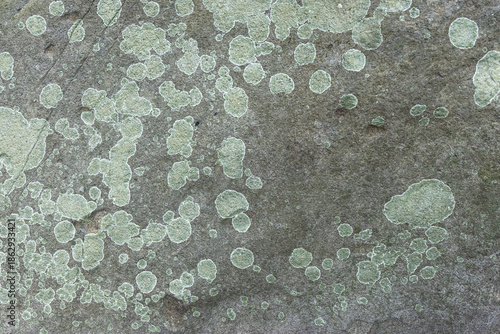 石に生える地衣類