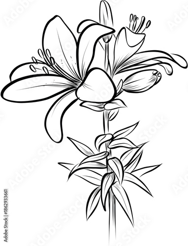 Hand drawn lily flower bouquet vector illustration