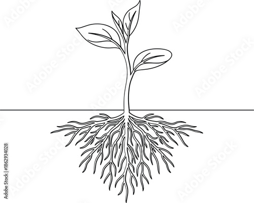 Sprouting seedling with visible roots and leaves growing underground