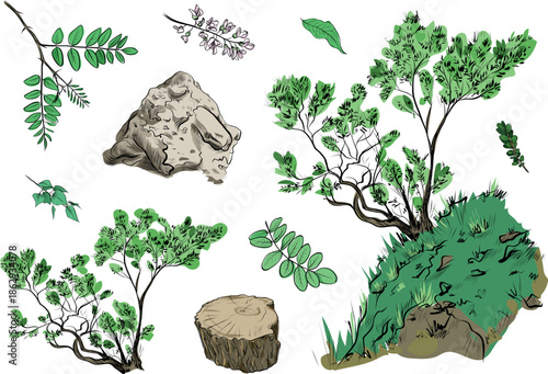 Botanical nature set with acacia trees rocks leaves and stump illustration