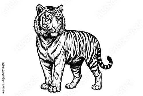 Majestic tiger stance isolated on white background, Vector, illustration