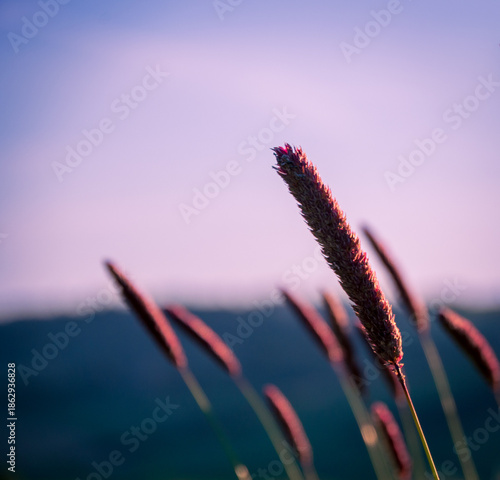 Typical flora in the Orcia Valley, Tuscany, Italy.