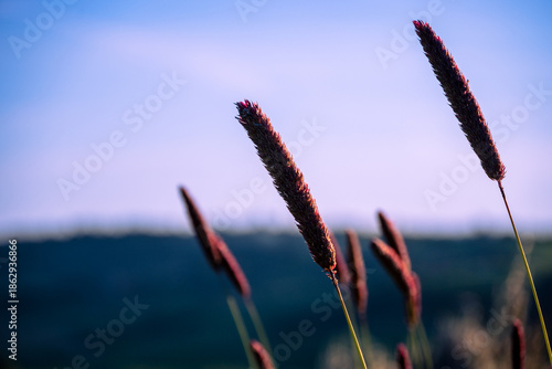 Typical flora in the Orcia Valley, Tuscany, Italy.