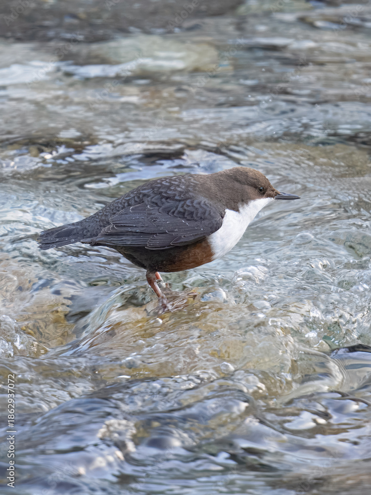 Fototapeta premium dipper ((Cinclus cinclus), white-throated dipper 
