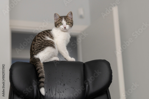 Cute tabby kitten sitting on top of a black leather chair at home.