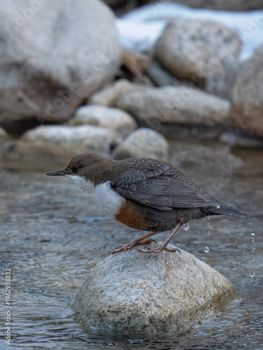 dipper ((Cinclus cinclus),  white-throated dipper 
