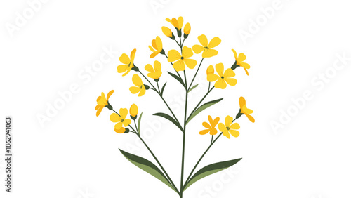 Beautiful bunch of yellow field mustard flowers with green leaves and stems isolated on a white background representing fresh spring and nature beauty.
