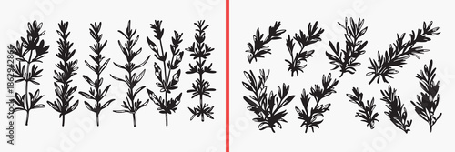 botanical leaf silhouette vector, wild plant leaf shapes, nature foliage silhouettes, herbal plant illustration, leaf branch silhouette set, medicinal plant vector, forest leaf artwork, black leaf sil