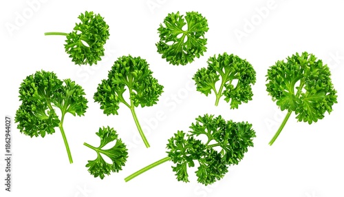 Collection of Fresh Green Curly Parsley Sprigs Isolated on White Background for Culinary Mockup